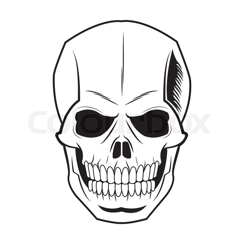 800x800 Skeleton Of The Human Head, Vintage Stock Vector Colourbox