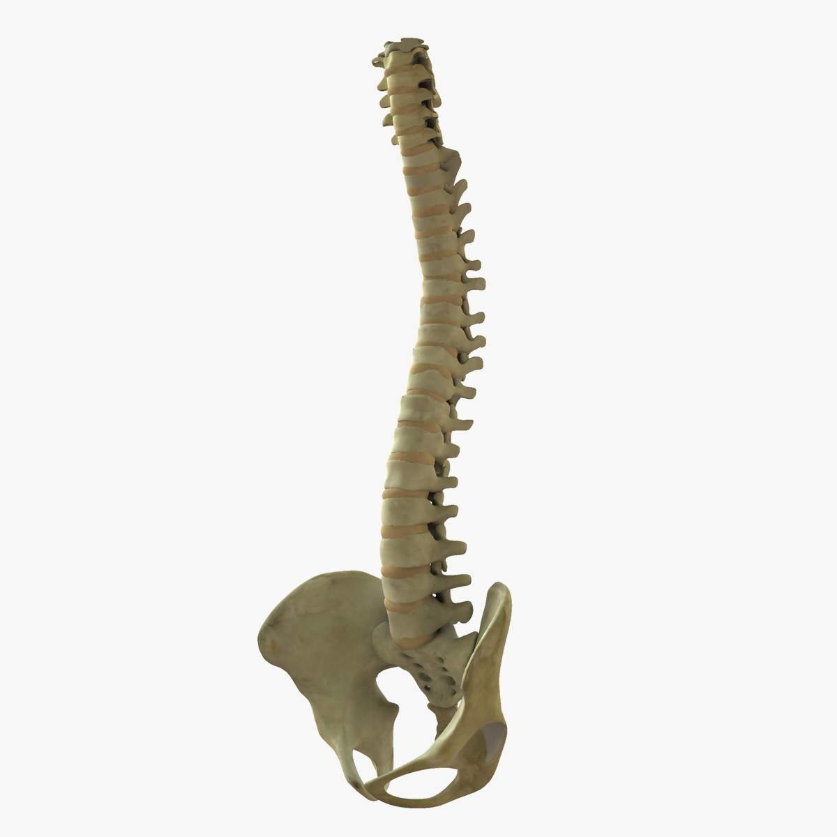 1200x1200 Human Spine And Pelvis Model