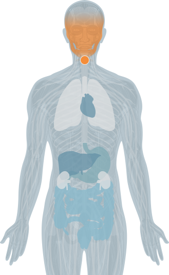 329x535 interactive spine the joint chiropractic