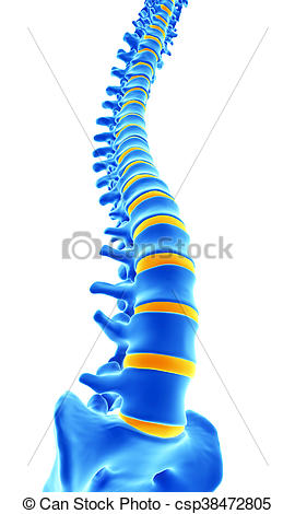 270x470 Medically Accurate Illustration Of The Human Spine