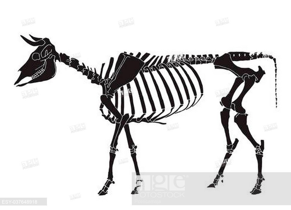 967x700 Skeleton Cow Spine Stock Photos And Images Age Fotostock
