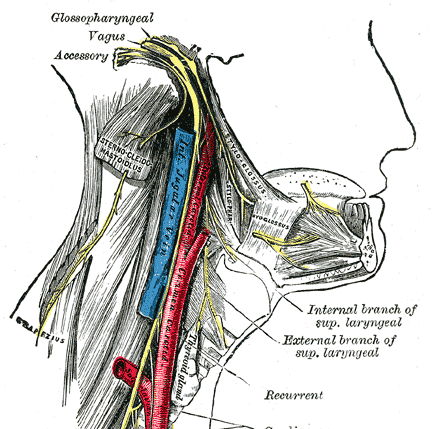432x429 Spinal Accessory Nerve Anatomy And Significance Bone And Spine