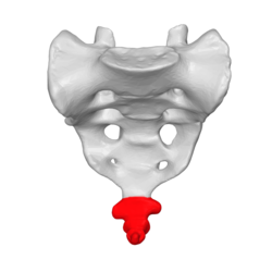 250x250 Coccyx