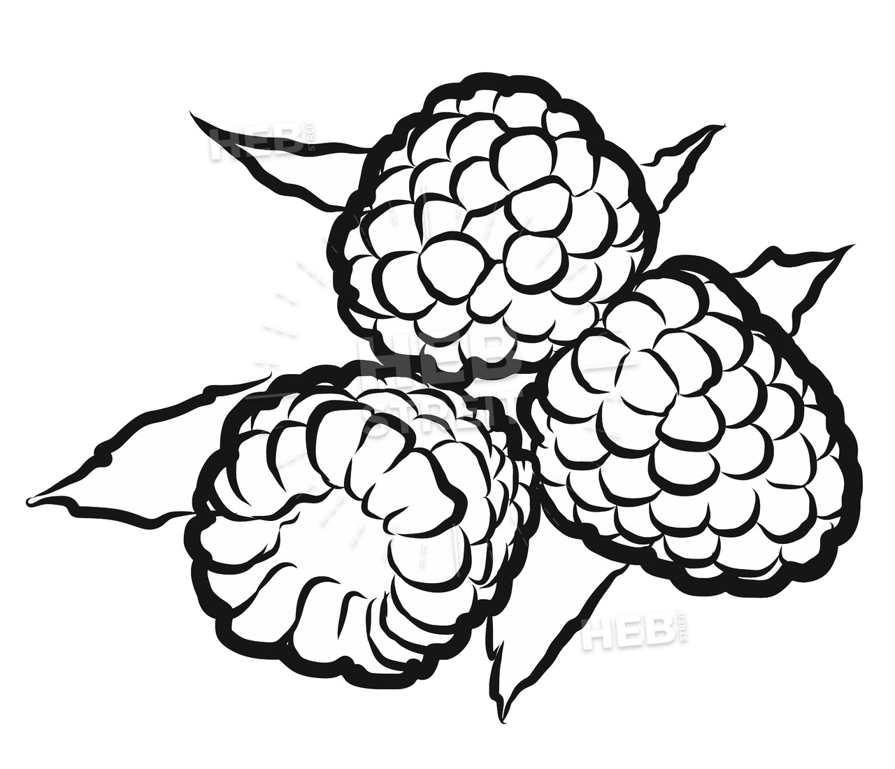 1280x1100 Rasperry Hand Drawn Outline Sketch Hebstreits Sketches