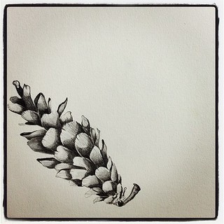 320x320 Pine Cone