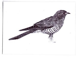 300x225 Aceo Art Sketch Card Nature Animal Bird Cuckoo Ebay