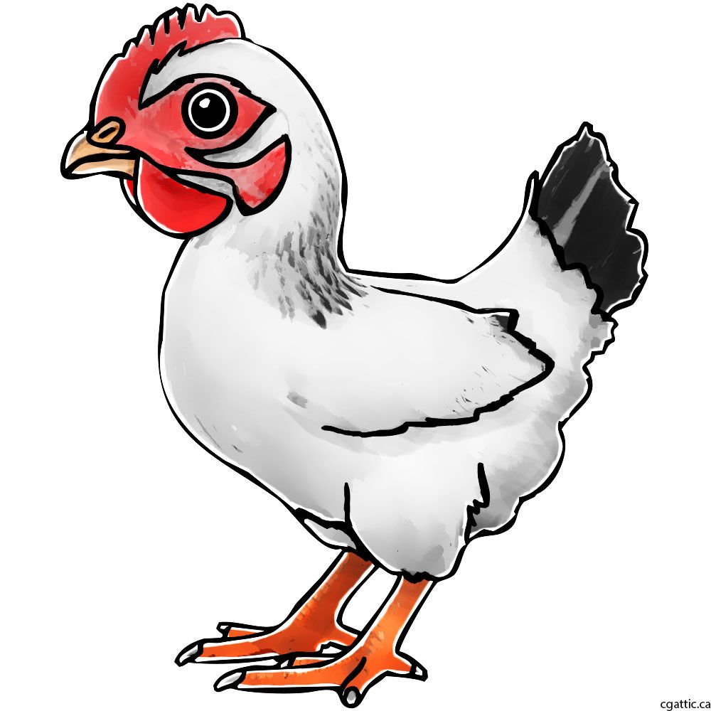 1000x1000 Chicken Cartoon Drawing In Steps With Photoshop