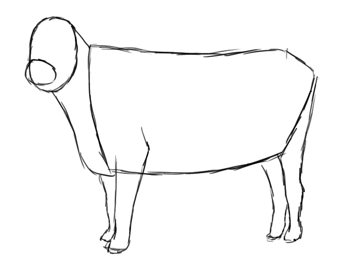 680x509 How To Draw A Cow