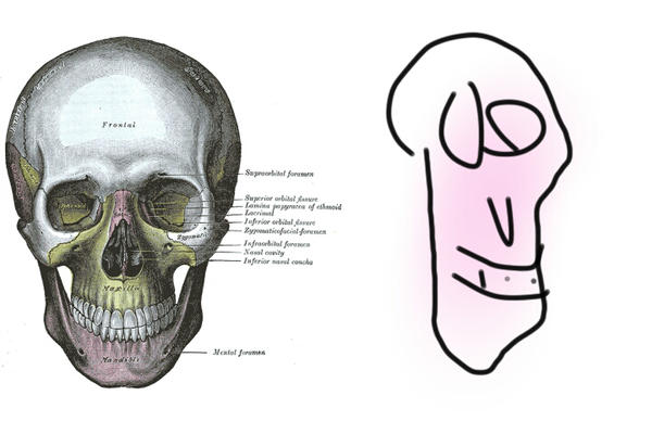600x400 Human Anatomy