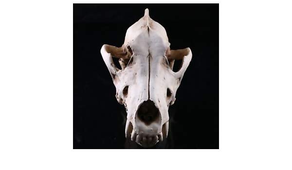 600x350 Buy Retro White Wolf Jackal Model Anatomy Skull Head Drawing Resin