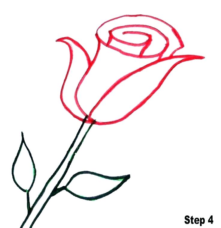 736x761 Roses Drawn How To Draw Roses Rose Drawing Easy With Color
