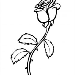 250x250 Simple Black And White Rose Drawing Border Skull Line Of A Tumblr