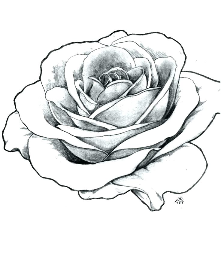 736x862 How To Draw Roses Made Recently Draw Roses Easy