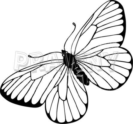 444x414 Line Art Drawings Of Butterflies Black White Line Drawing