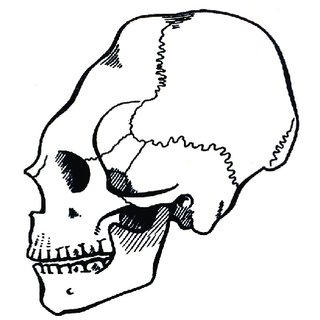320x320 Drawing Of The Skull Of Vienna Atzgersdorf