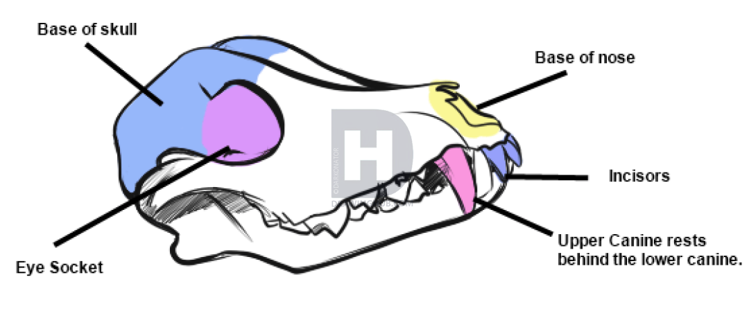 1080x472 Wolf Anatomy Drawing, Step