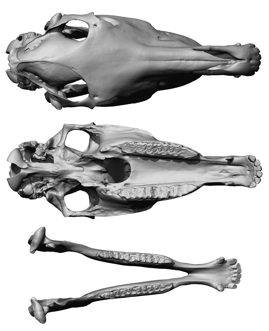 1019x1256 Horse Skull Model