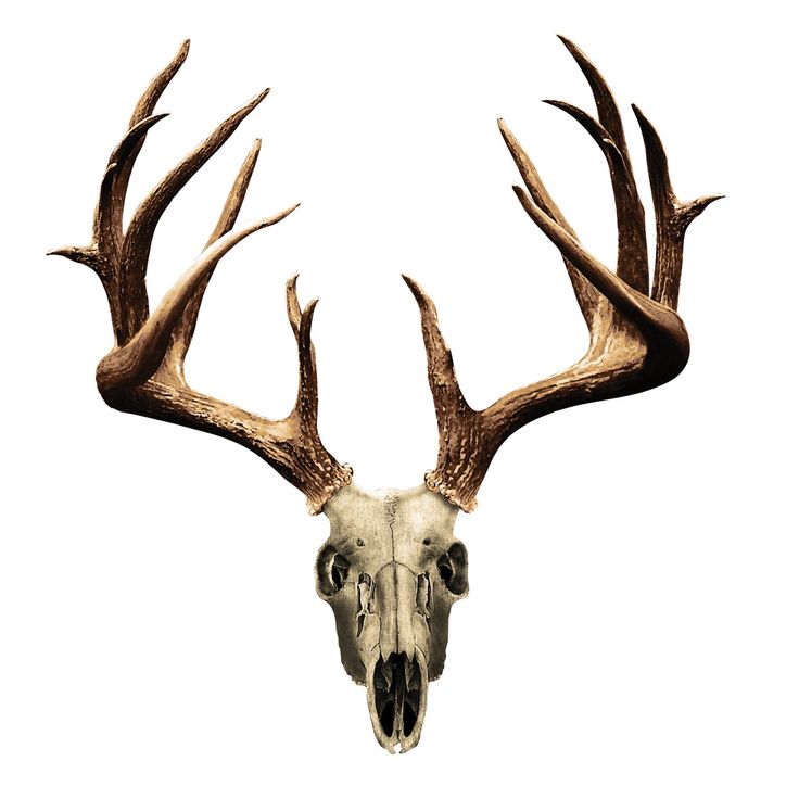 736x736 Deer Skull Drawing Best Of Best Skull Reference Images