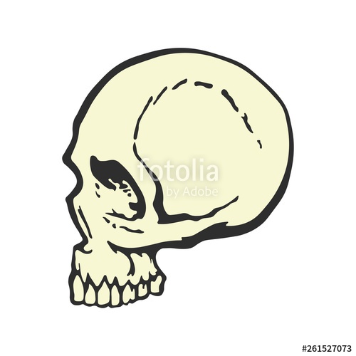 500x500 Human Skull In Profile Cartoon Style Side View Template Graphic