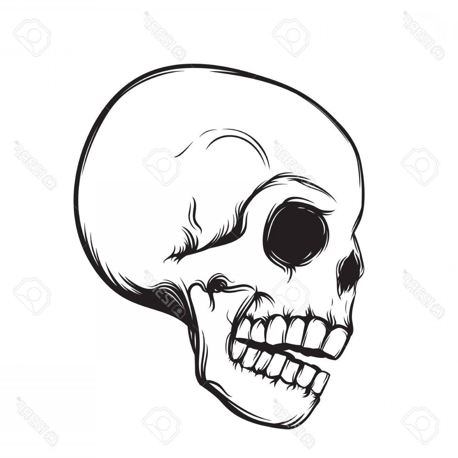 1560x1560 Skull Side Vector Soidergi