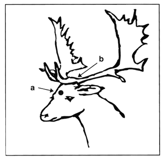 336x327 Deer Skull Drawing Side View How To Draw Deer Skull Drawing