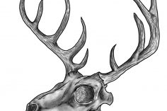 236x157 Charcoal Drawing Animal Skull Sketches Art Tumblr Pencil Step