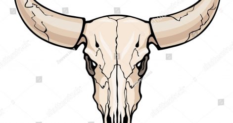 471x250 Skull Bull Drawing Step