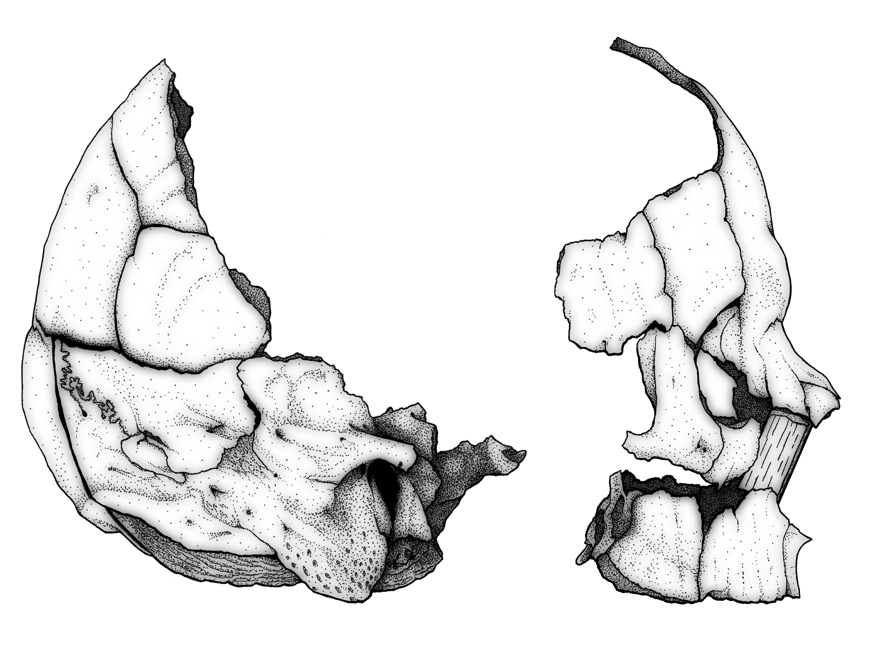 2800x2100 Tutorial Preparing Illustrations Part Adding Shading