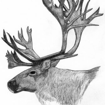 336x336 deer drawing antler flowers black skull line ajedrezdeen trenamiento