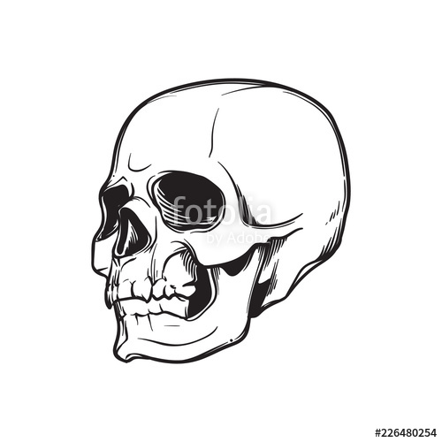 500x500 human skull hand drawing in tree quarters angle black linear