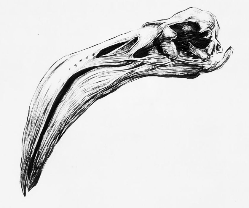840x703 Flamingo Drawing Skull For Free Download