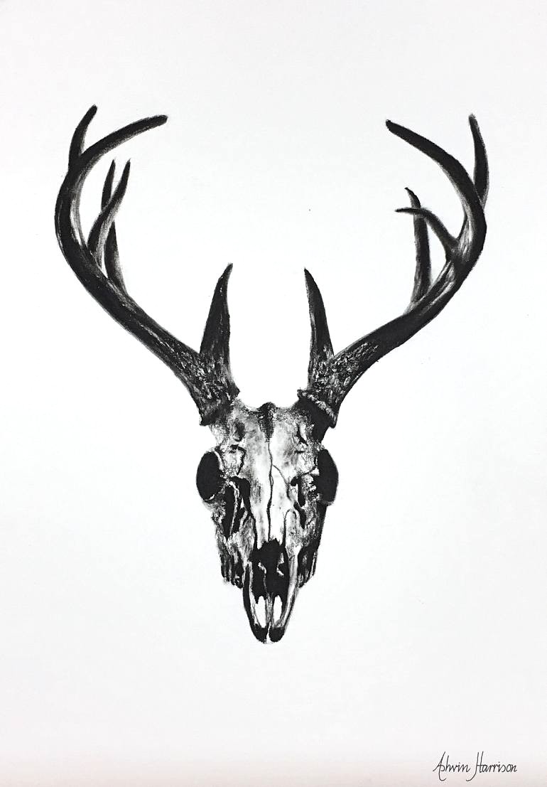 770x1107 Deer Skull Black White Sketch Illustrations Drawing Cow