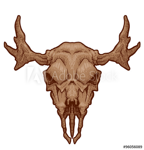 479x500 Vector Drawing Animal's Skull, Moose Cartoon Image Of Drawing