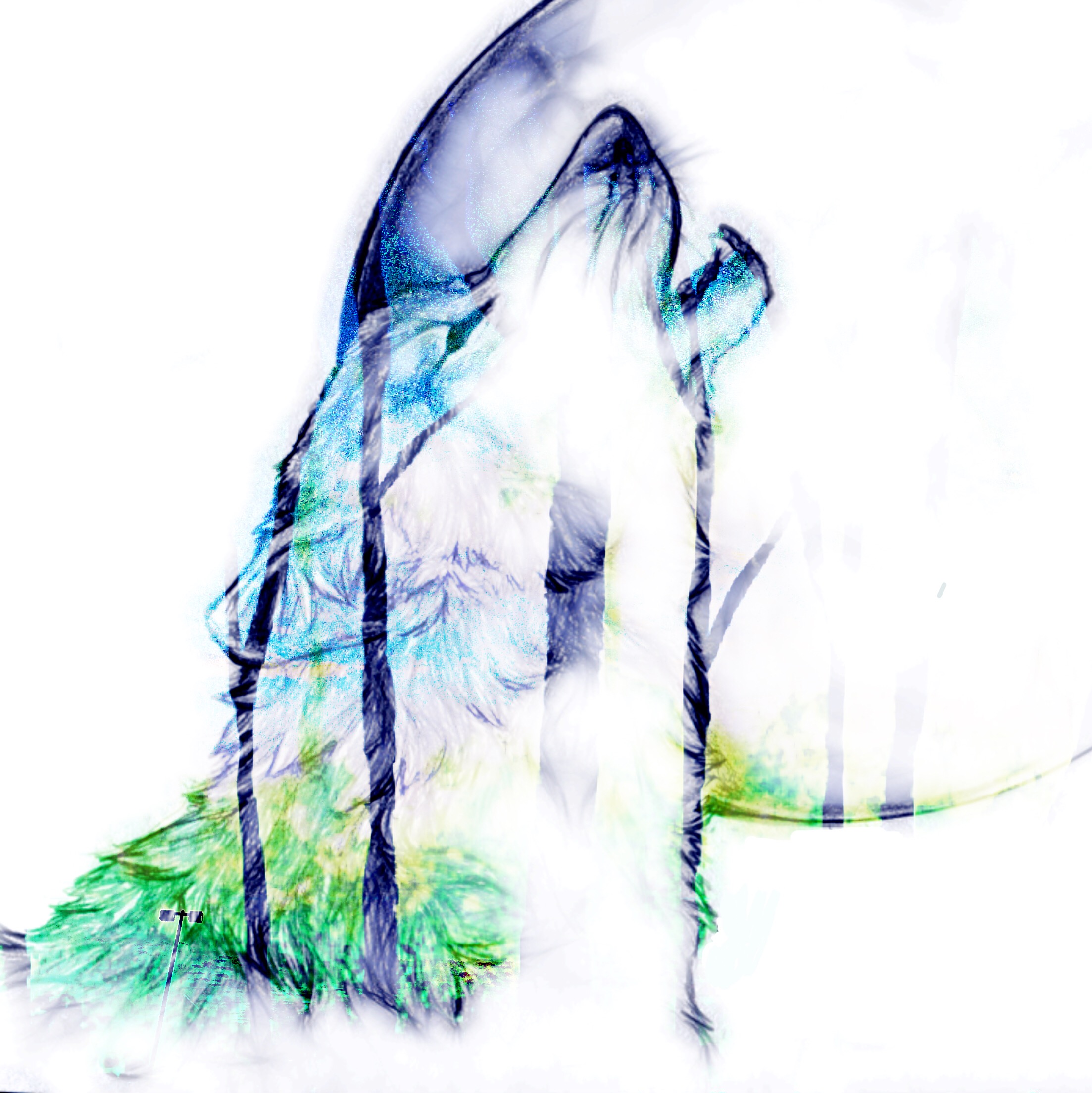 2206x2208 Wolf Sky Drawing Painting I Didnt Draw The Wolf But I