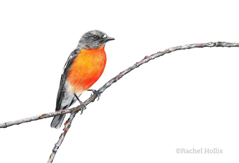 794x543 Flame Robin Original Pencil Drawing Australian Bird Art Etsy