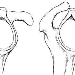 251x251 Pdf Slap Lesions Current Controversies