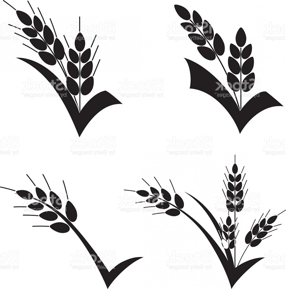 1213x1228 how to draw wheat stalks