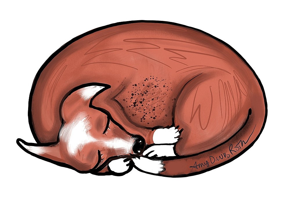 1000x698 Sleeping Dog