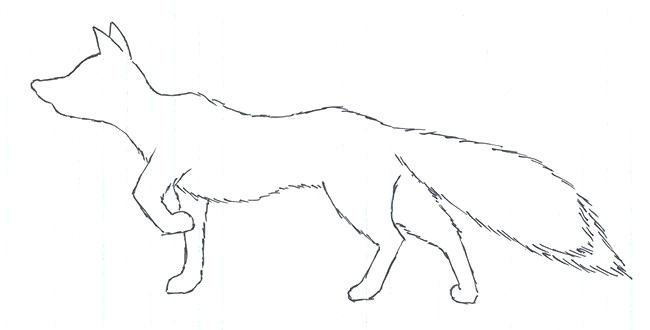 650x330 Foxes Drawings Fox Sketches Fox Sketch