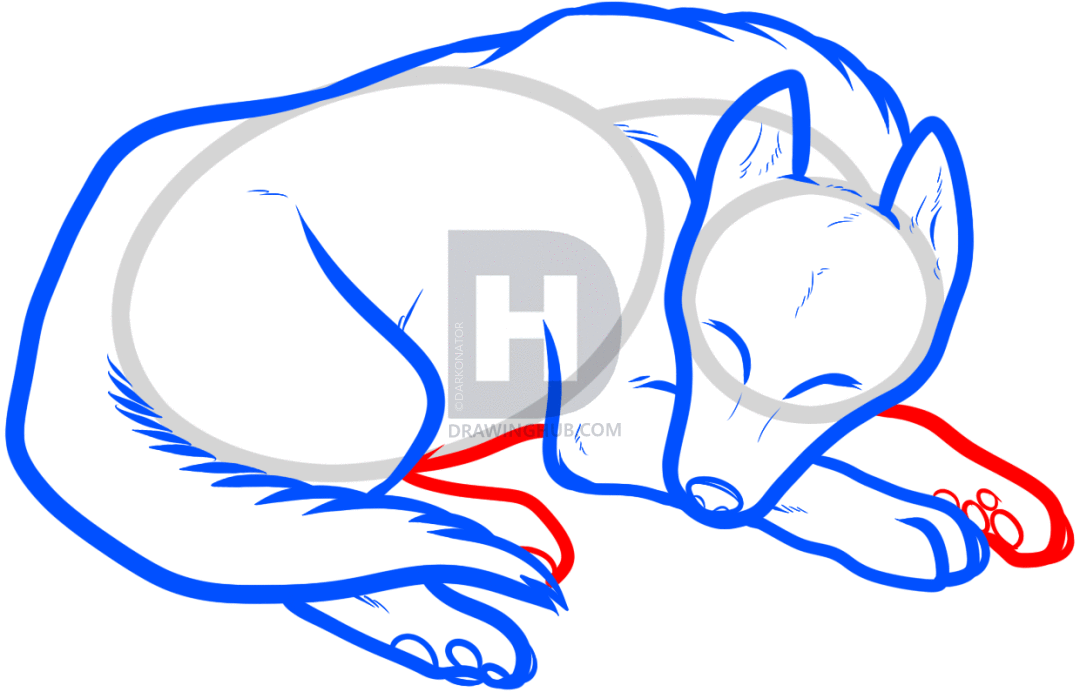 1080x692 How To Draw A Sleeping Dog, Sleeping Dog, Step