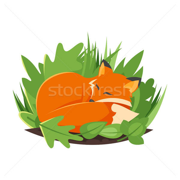 600x600 Vector Cartoon Style Illustration Of Sleeping Fox Vector