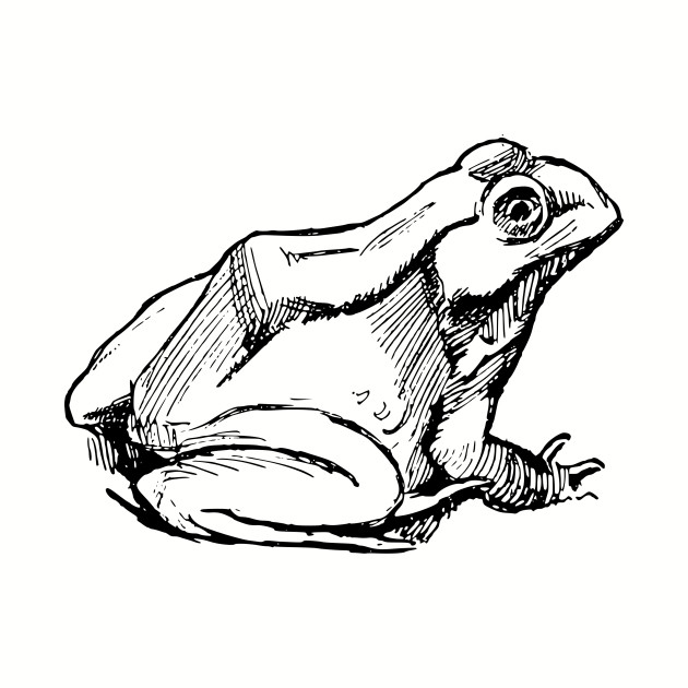 630x630 Frog Drawing