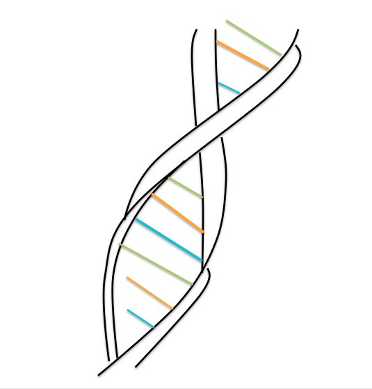 535x559 Dna Drawing