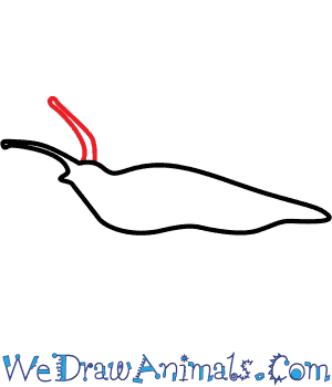 300x350 How To Draw A Garden Slug