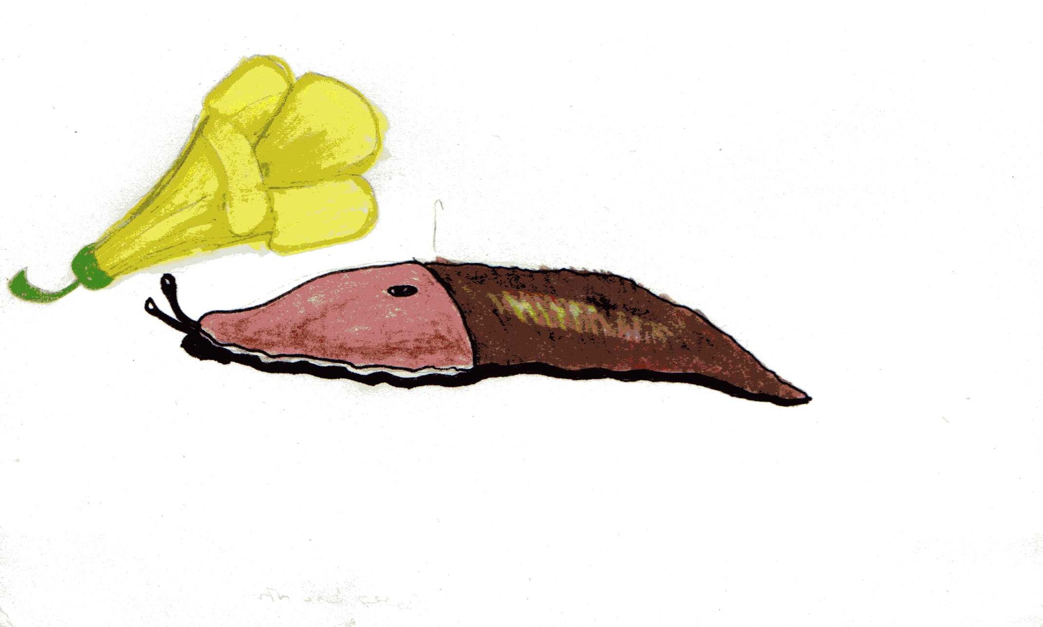 2145x1290 Slug Home Of Boettlerschneider