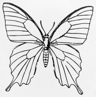 190x191 Butterfly Sketch Beautiful Small Buttons Spreadshirt