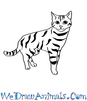 300x350 How To Draw A Black Footed Cat