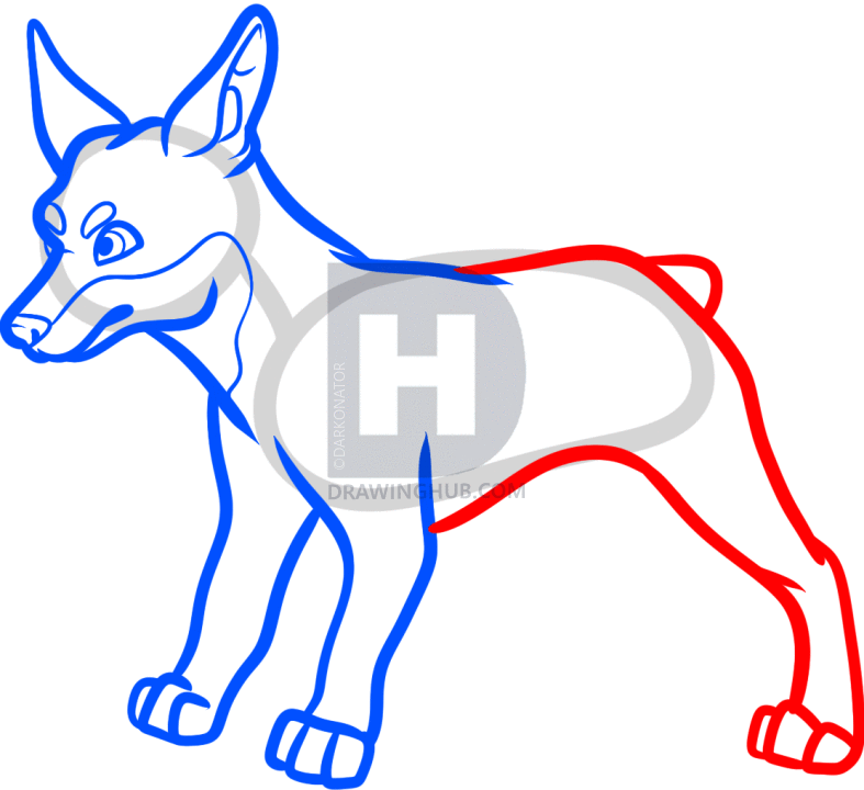 787x720 How To Draw A Miniature Pinscher, Min Pin, Step