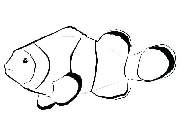 590x434 fish templates free premium templates fish coloring