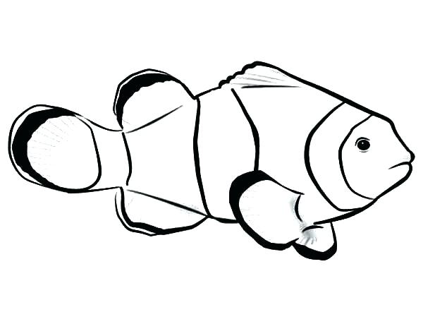 600x442 Pictures Of Fish To Color Fish Pictures To Color Picture Of Clown